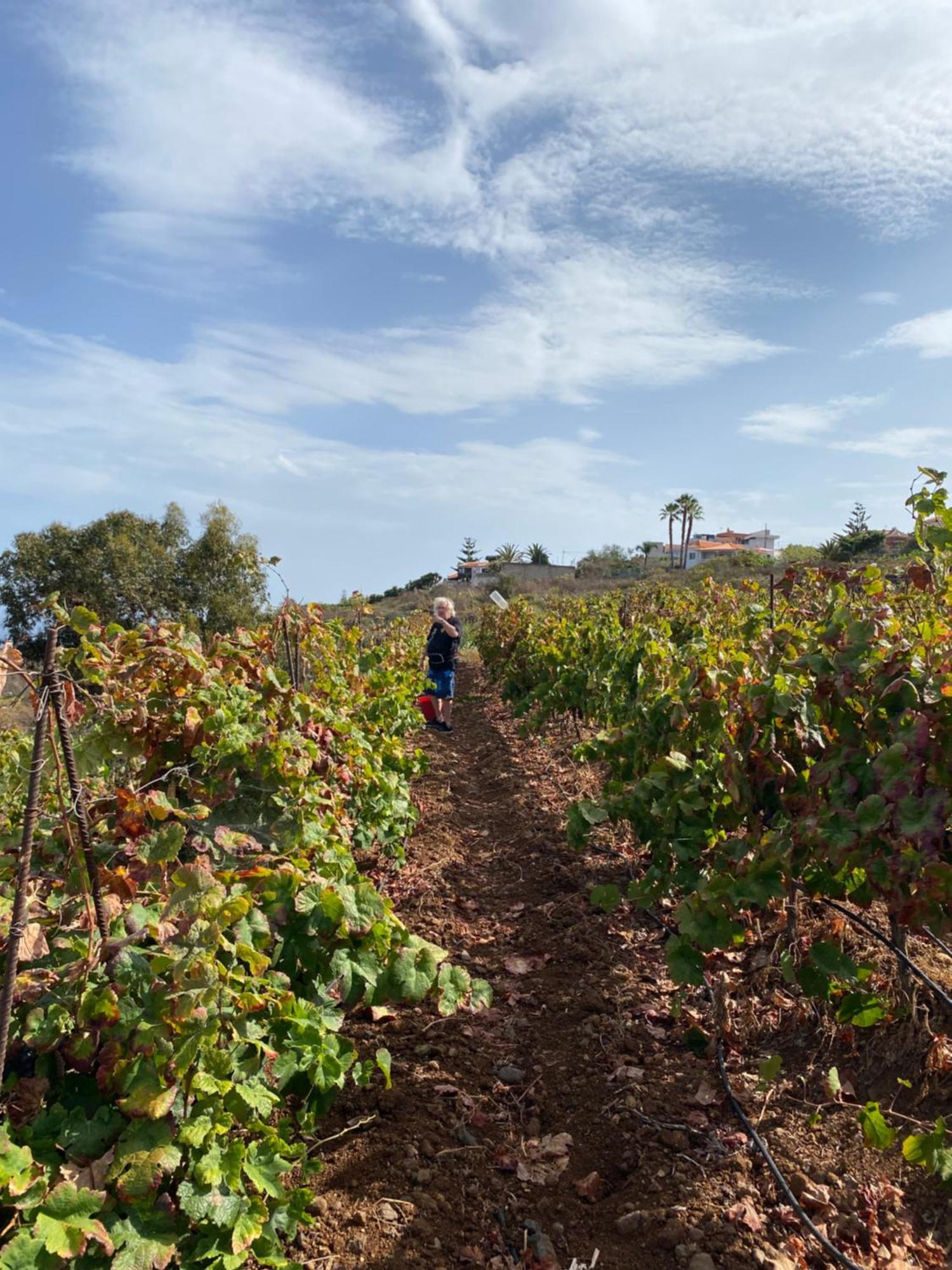 Finca Angelus Apartment Syrah With Amazing Views La Matanza De Acentejo ภายนอก รูปภาพ